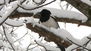 Погода нормализуется на Ставрополье