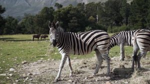 5146599-hd_1920_1080_25fps