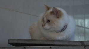 03.10.2024, День защиты животных