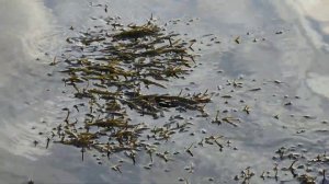 КАНДАЛАКША, город на море Белом - дорога домой