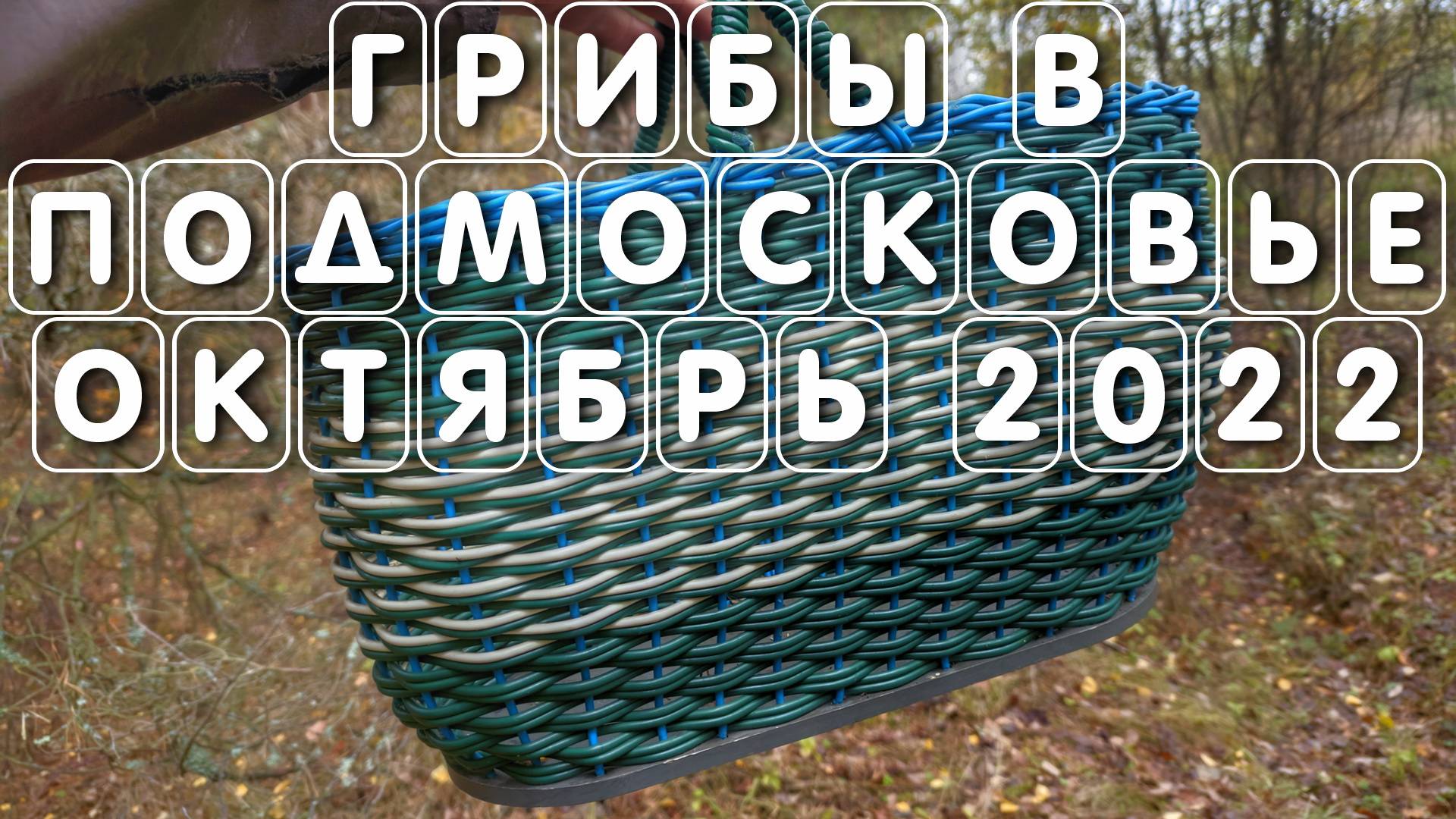 Есть ли грибы в Подмосковье сейчас в октябре 2022