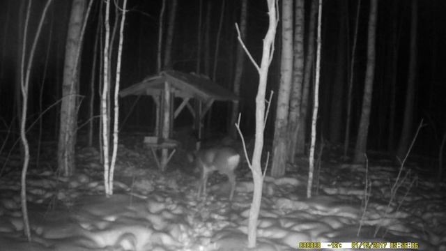 Косули и еноты на кормушке