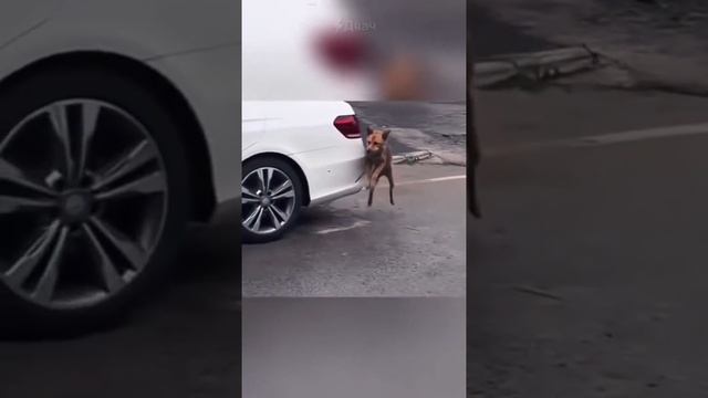 Котозависимость