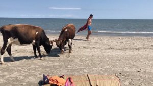 5126511-hd_1866_1050_30fps