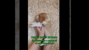 Предлагается девочка бигль Голден Амбер Югавара: биколор, д.р. 11.04.2024. #бигль #бигльщенок