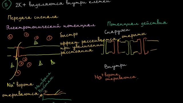 [KhanAcademy] Электротонические потенциалы и потенциалы действия