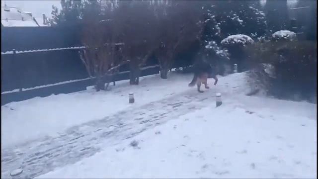 Гром и Рэкс.  Поиск человека на участке. Охрана территории.
