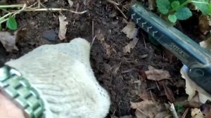 Коп с Квазар АРМ 2021! ЭТО лежало в лесной траве. Много монет!