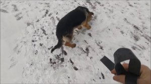 Приучаем щенка к выстрелам. Готовим собаку к новогодней стрельбе.