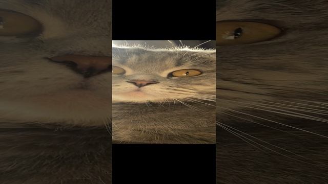 Кот отдыхает