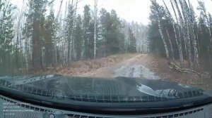 Трофи по Шатурским лесам 03.11.2024. Часть 1.