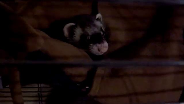 Коллекция хорьков смотреть онлайн