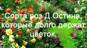 Сорта роз Д.Остина, которые долго держат цветок. Часть вторая.