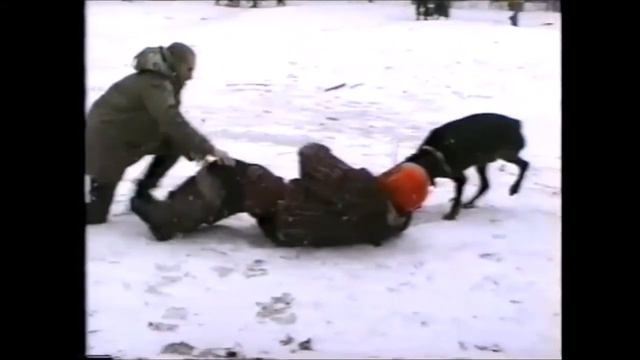 Ротвейлеры  Уколы трубкой  Два вида оборонительного поведения.