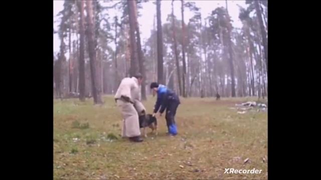 Спортивная собака.  Хватка на опережение. Поединки вольного стиля. Кинбой.