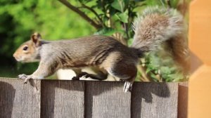 855083-hd_1920_1080_25fps