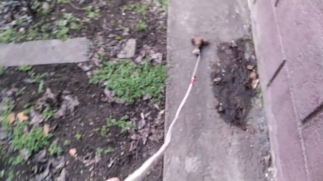 ДЕЛАЕМ ПЛЕТЁНУЮ ВЕРЕВКУ ИЗ ПЛАСТИКОВЫХ БУТЫЛОК - HOW TO MAKE A STRONG ROPE FROM PLASTIC BOTTLES смотреть онлайн