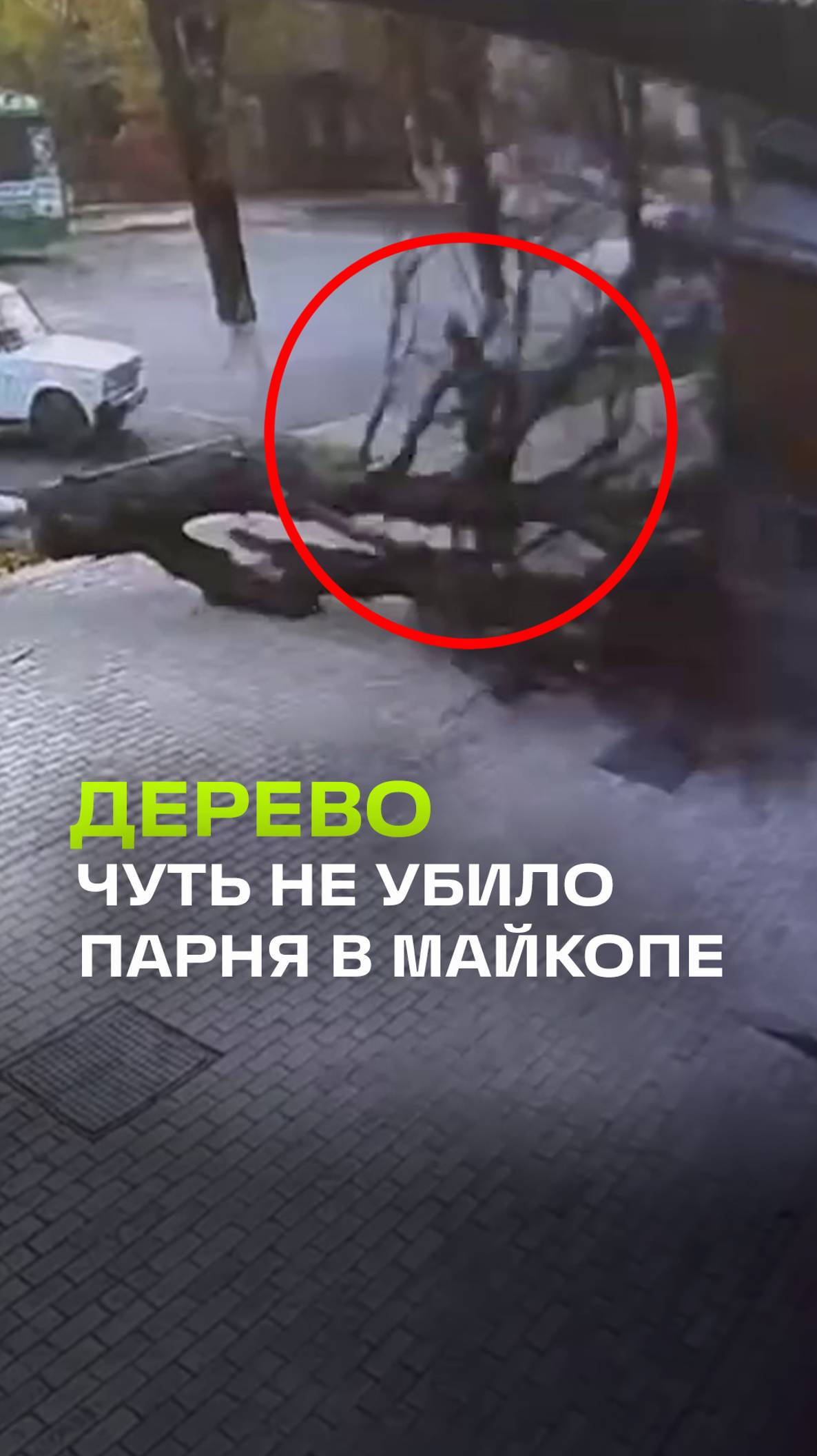 Падающее дерево едва не убило парня в Майкопе. Когда родился в рубашке