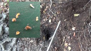 Добываю Золото на старом прииске!