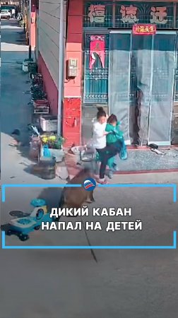 Дикий кабан напал на детей #shorts