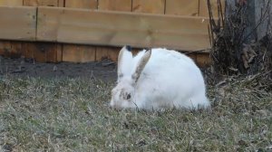 2096575-hd_1920_1080_30fps