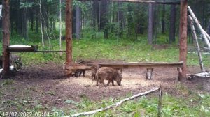 Кабаны на кормушке