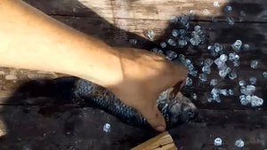Как быстро почистить чешую,- приспособление для чистки рыбы