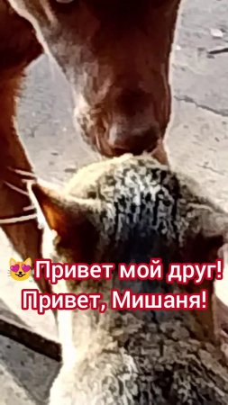 Питомцы мои. Дружат!😻🐶