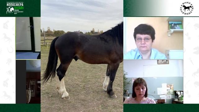 Виртуальная выставка лошадей тяжеловозных и тяжелоупряжных пород 