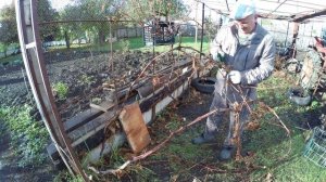 Обрезаю в октябре виноградную лозу двумя способами