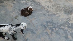 5346128-hd_1920_1080_30fps