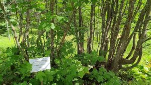 СОЛОВКИ: Гора Секирная, Свято-Вознесенский скит, Ботанический сад и Филипповские садки