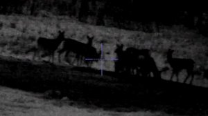 Охота на косулю, pulsar digex n455