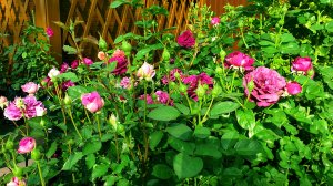 Почему розы болеют. Продолжение к видео о шестой сезонной обработке роз.