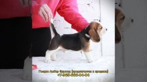 Бигль кобель Голден Амбер Эдмонд предлагается к продаже. Тел., Telegram, WhatsApp: +7-965-666-04-04