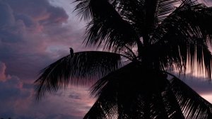 6391869-hd_1920_1080_30fps