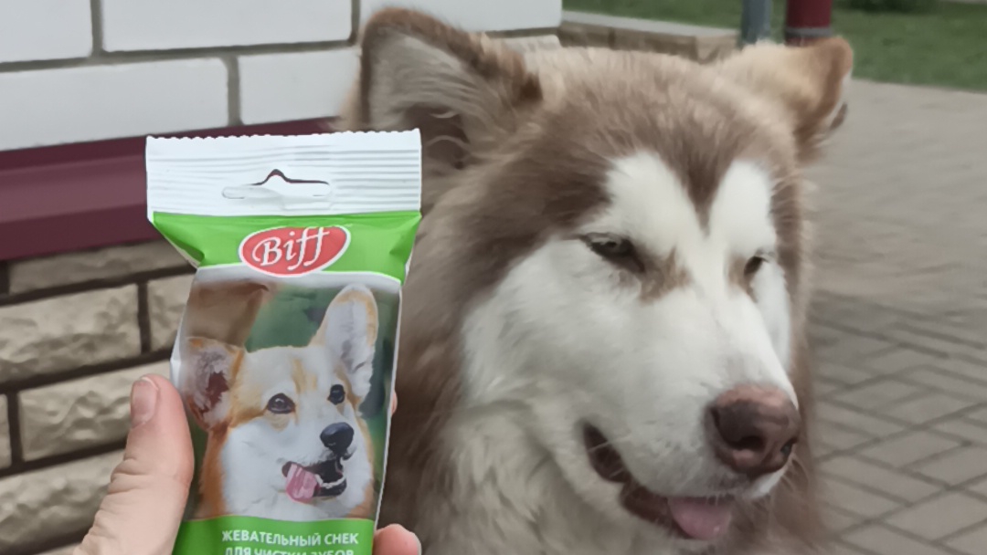 Никси пробует вкусняшки Dentот Biff 05.11.2024.