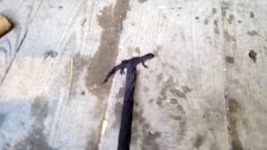 Моя встреча с Ящеркой.