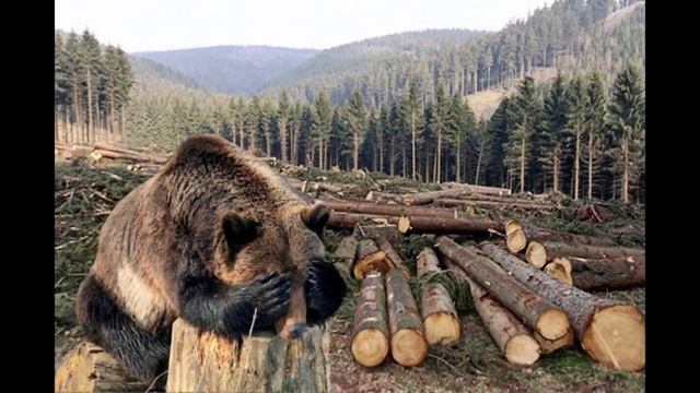 Попаданцы Аудиокниги : Попаданец из тайги в игру ч 1 смотреть онлайн