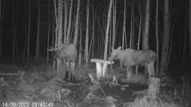 Лоси на солонце. Биотехния в деле. Гон у лося. Кабанчики приходили