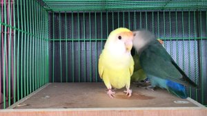 4851863-hd_1920_1080_30fps