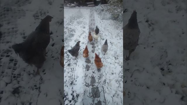 потеряшки...)
