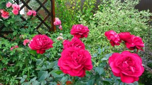 Цветение розы Бордо.