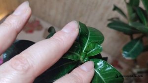 Адениумы через месяц после посадки в новый грунт