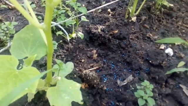 Как бороться со слизнями и улитками в саду и на дачном участке смотреть онлайн