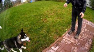 Хаски. Непослушные хулиганы через три часа стали послушными собачками.