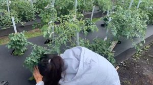 КУПИЛА ЗАБРОШЕННУЮ ДАЧУ/ОГОРОД МОЕЙ МЕЧТЫ НА ДАЧЕ/ЧТО РАСТЁТ НА ОГОРОДЕ/ОБЗОР ОГОРОДА КОНЕЦ ИЮНЯ