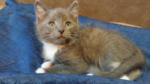 Котенок играет