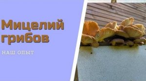 Мицелий белых грибов выращивание в домашних условиях как сделать и как вырастить