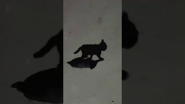 Лапочки такие смешные, что сразу захочется всех приласкать и угостить вкусненьким.